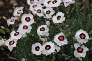 Dianthus 'Dainty Dame' - 8cm pot 